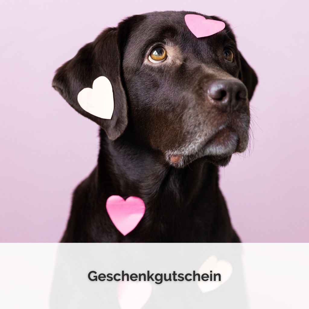 SHOP COVER Geschenkgutscheine Egal zu welchem Anlass, ein Gutschein passt immer.Mit meinem Gutschein verschenkst Du…Spaß für Mensch und HundQuality Time mit HundMeine professionelle UnterstützungEinfach den gewünschten Wert auswählen, Gutschein in den Warenkorb legen und Bestellvorgang abschließen. Nach Bezahlung erhältst du deinen Gutschein innerhalb von 2 Werktagen als PDF per E-Mail von mir zugeschickt und kannst ihn direkt selbst ausdrucken und verschenken.Ich wünsche dir viel Freude dabei!