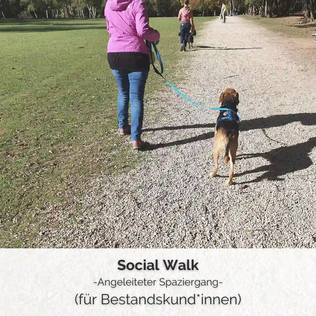 Checkout Social Walk 1 SHOP COVER Social Walk