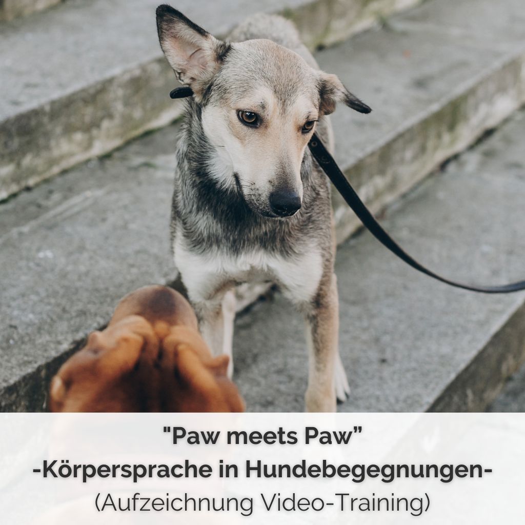 SHOP COVER Aufzeichnung Video Training Koerpersprache in Hundebegegnungen