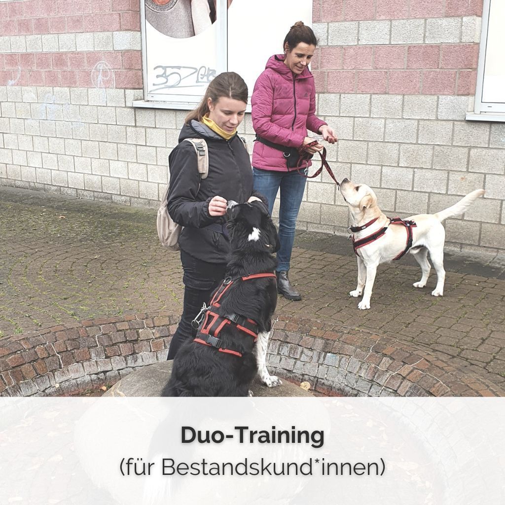 SHOP COVER Duo Training Duo-Training für Bestandskund*innen- Hundebegegnungen -Dauer:  45 MinutenOrt:      Trainingsgelände Mechernich-HolzheimMaximal 2 Teams====================================Training im Duo am Thema Hundebegegnungen nach abgeschlossenem Kompakt-Training, in Ergänzung zu einem Kurs oder Workshop.Auch Kund*innen aus den Erziehungspaketen (Welpen 1:1 und Junghund 1:1) können dieses Angebot buchen, um Erlerntes gezielt unter steigender Ablenkung zu üben.Teile dir eine Einzeltrainingsstunde mit jemandem, der beim Thema Hundebegegnungen auch weiterkommen möchte, so wie du!Du bekommst ein intensiveres und individuelleres Begegnungstraining, wenn dein Hund z.B. mit mehreren Hunden noch überfordert ist und im Social Walk noch zu viel Stress hätte.Oder auch, wenn du dir mit einem/einer Freund/in oder einem Familienmitglied eine Einzelstunde zu diesem Thema teilen möchtest.Du bist neu hier und möchtest in mein Trainingsangebot starten?Dann buche dir bitte zuerst den Start-Termin!