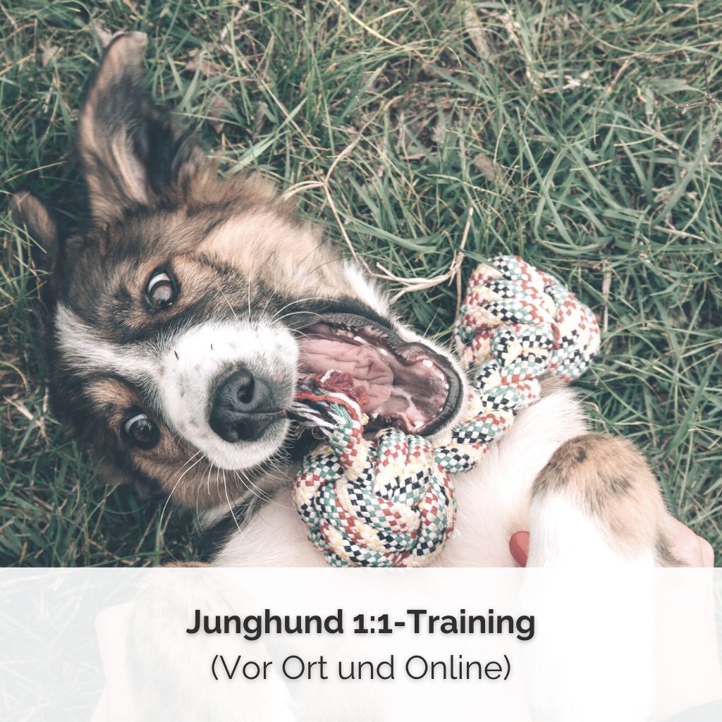 SHOP COVER Junghund 11 Training Effektives Junghundetraining in 1:1-BetreuungDie Intensiv-TrainingswocheStart jederzeit möglich========================================– INTENSIV-Trainingswoche –Start jederzeit möglich 1 x Erstgespräch à 60 Minuten zum Einstieg (bei Dir zuhause oder online)3 x Einzeltraining à 45 Minuten (bei Dir zuhause oder online)Ausführliche Trainingsanleitungen als PDFBuchbar ab dem 5. Lebensmonat–> Schnelle Erfolge durch 1:1-Training <–==============================================Evtl. anfallende Fahrtkosten werden separat abgerechnet (bis 10 km Entfernung inklusive).Entfernung zur Geschäftsadresse:11 – 15 km = 5,00 €16 – 20 km = 10,00 €21 – 25 km = 15,00 €26 – 30 km = 20,00 €Darüber hinausgehende Anfragen werden individuell abgestimmt oder als Online-Termin durchgeführt.