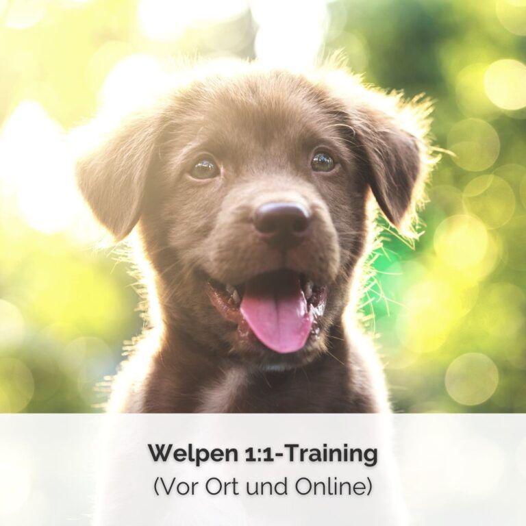 SHOP COVER Welpen 11 Training