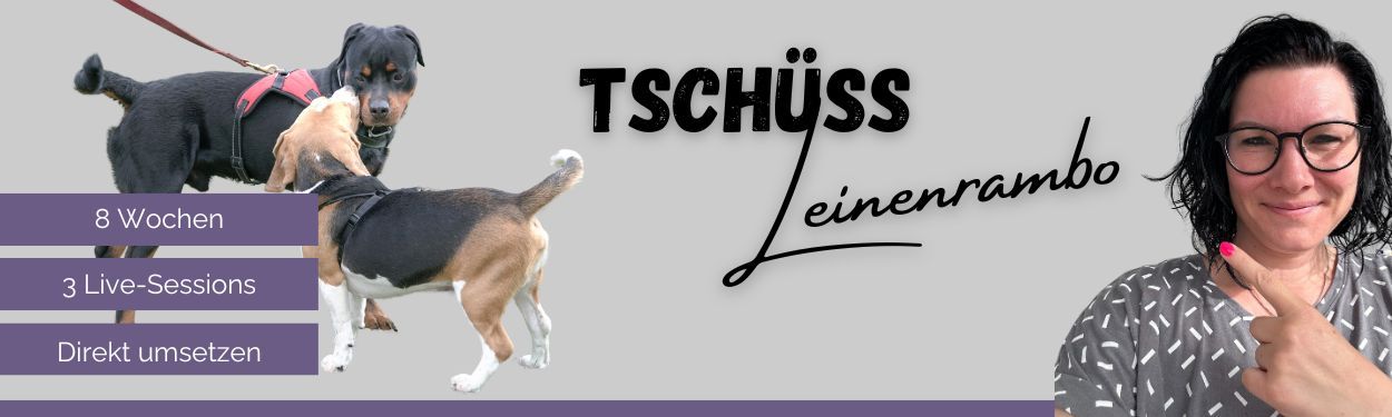 Begleitetes Online-Programm für entspanntere Hundebegegnungen