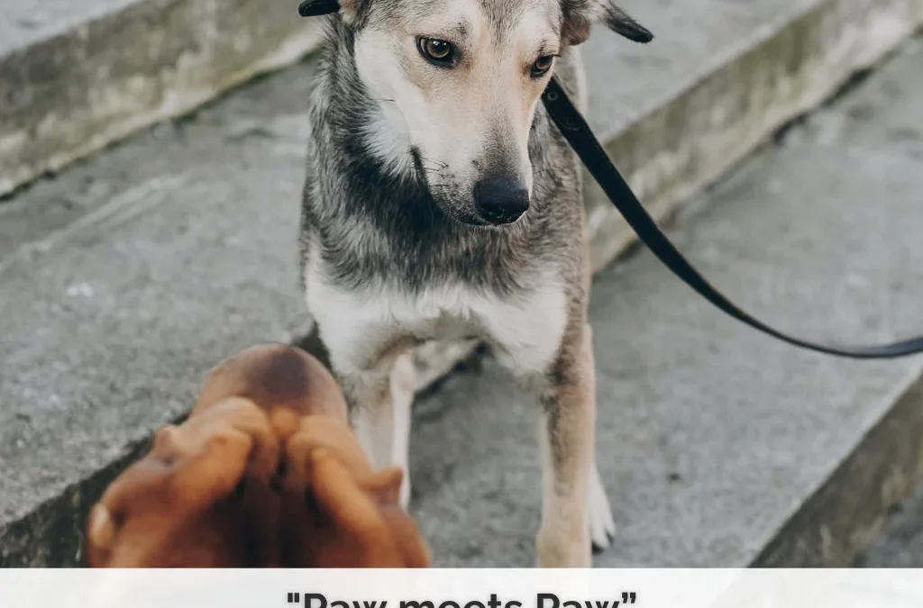 „Paw meets Paw“ – Körpersprache in Hundebegegnungen (Webinaraufzeichnung)