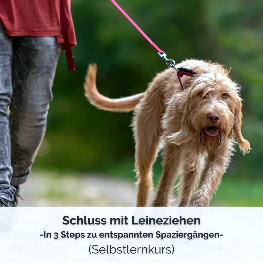 Checkout Schluss mit Leineziehen (Selbstlernkurs) 1 Ein Magyar Vizsla zieht an der Leine von seinem Menschen weg