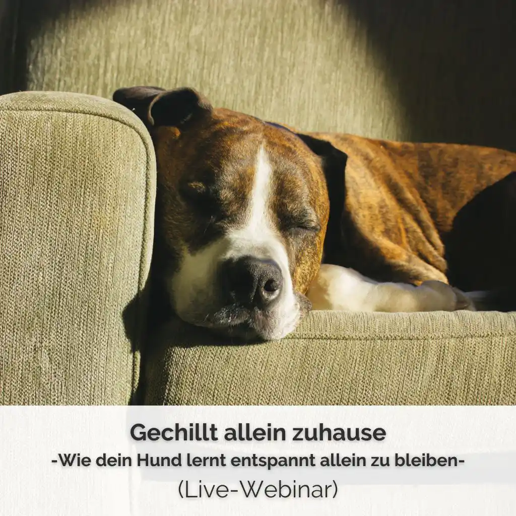 Shob-Bild für das Live-Webinar zum Thema Trennungsstress von PAWship. Ein braun-weißer Boxer liegt auf einem grünen Cordsessel und schläft entspannt. Nahaufnahme mit Sonnenstrahlen.