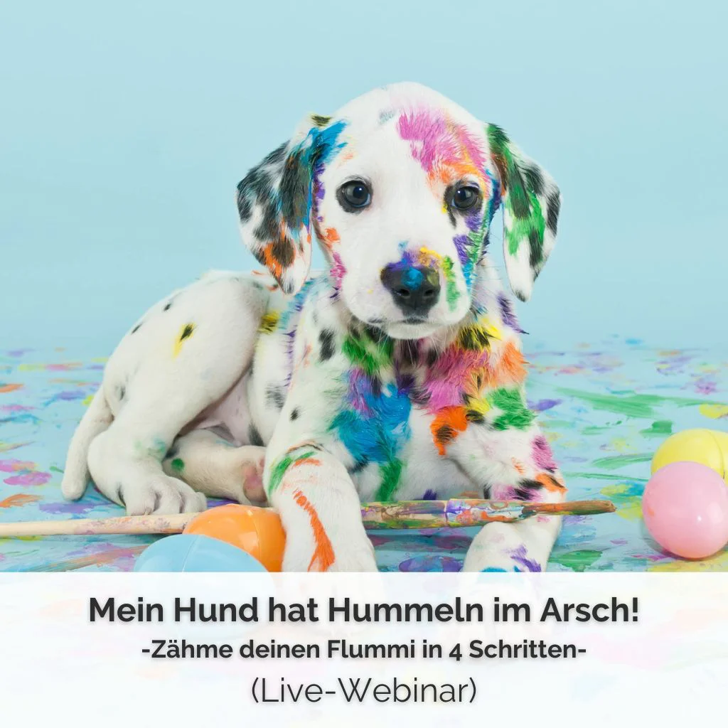 Checkout Live-Webinar "Mein Hund hat Hummeln im Arsch!" 1 Ein junger Dalmatiner liegt vor einem türkisen Hintergrund. er ist übersäht mit bunten Farbklecksen und schau direkt in die Kamera