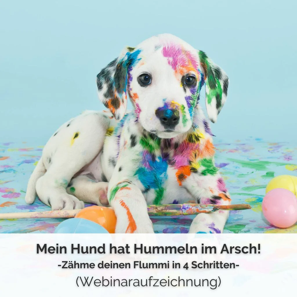 Checkout | Webinaraufzeichnung Mein Hund hat Hummeln im Arsch! 1 Ein junger Dalmatiner liegt vor einem türkisen Hintergrund. er ist übersäht mit bunten Farbklecksen und schau direkt in die Kamera