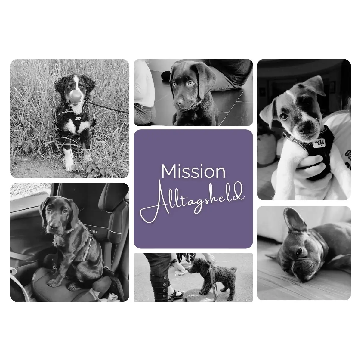 Checkout | Mission Alltagsheld (Welpen- und Junghundtraining) 1 Shob-Bild für Mission Alltagsheld bei PAWship