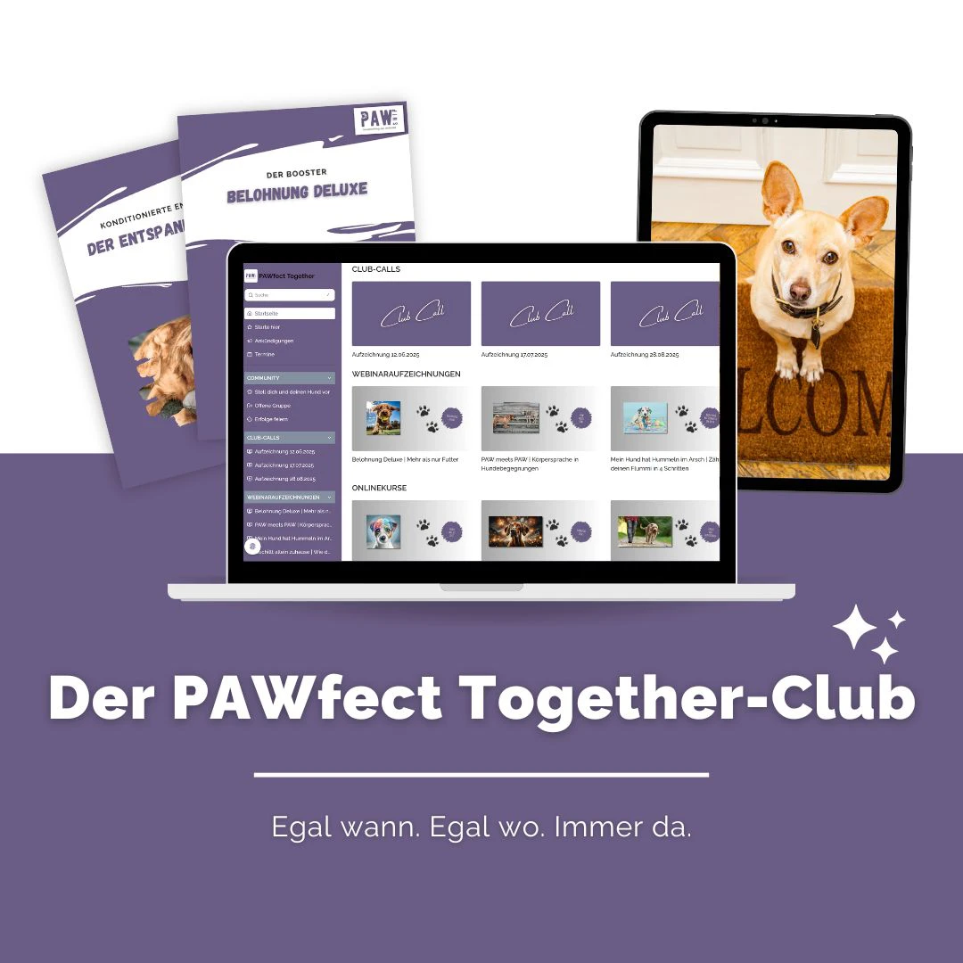 WEBSITE MOCKUP - PAWfect Together-Club_1 Mockup PAWfect Together-Club