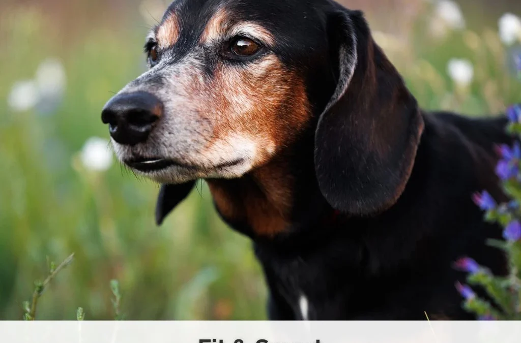 Fit & Smart – Beschäftigung für graue Schnauzen (Gruppenkurs)