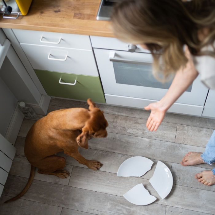 Hundetraining & Tierverhaltensberatung