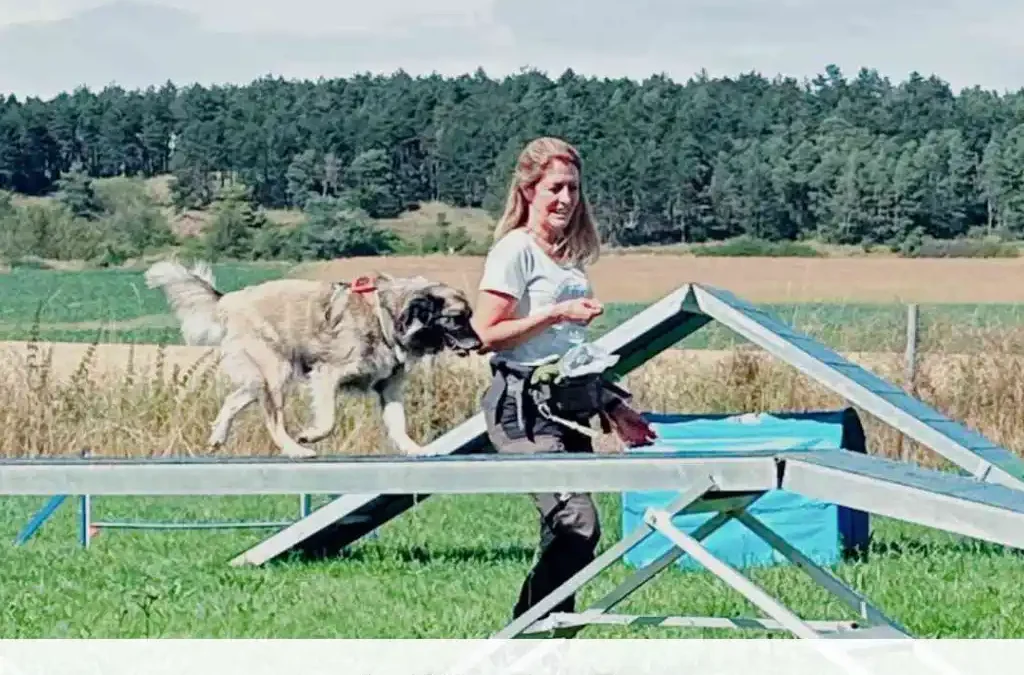 Agility For Fun (Gruppenkurs à 4 Termine)