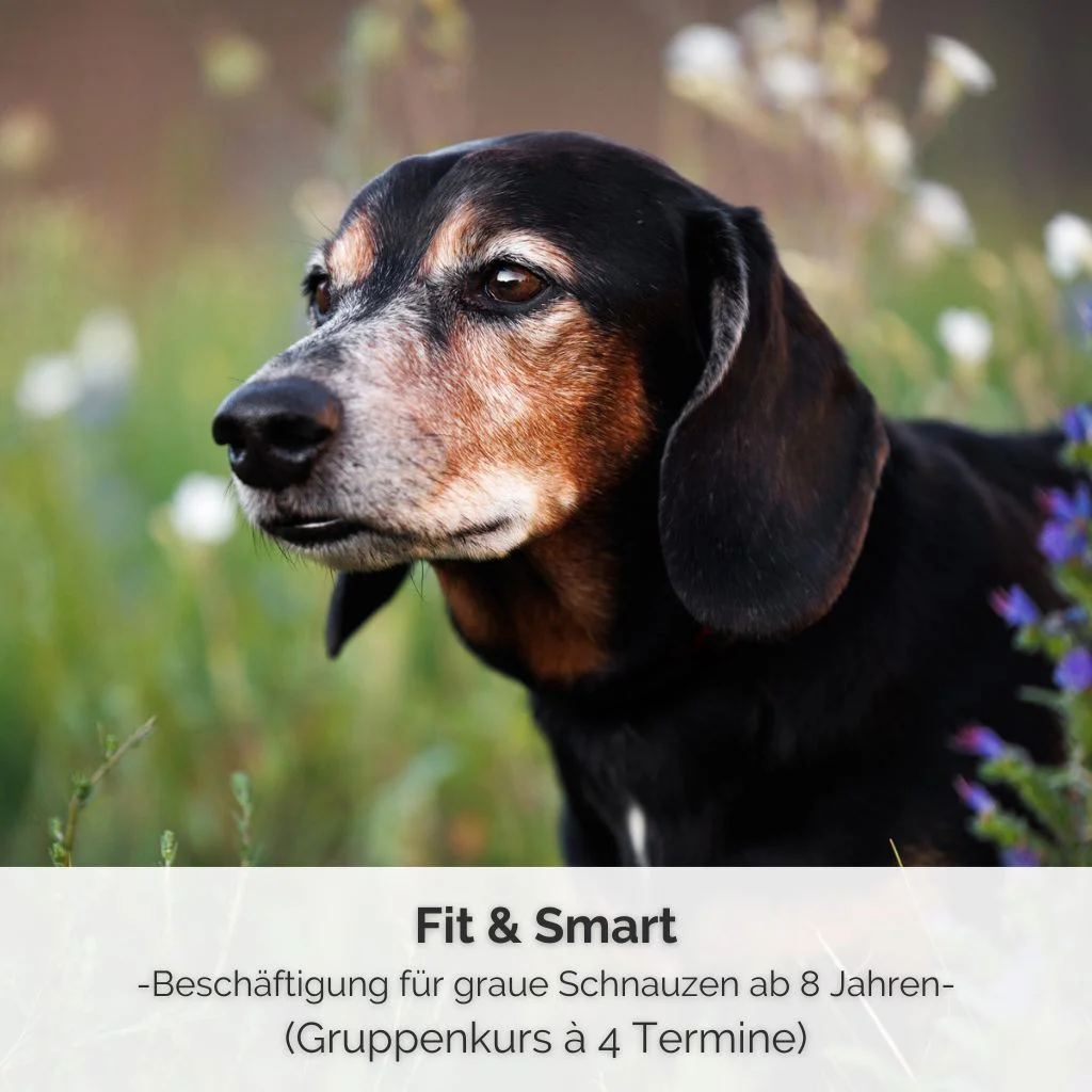 Gruppenkurs für Seniorhunde bei PAWship in Mechernich