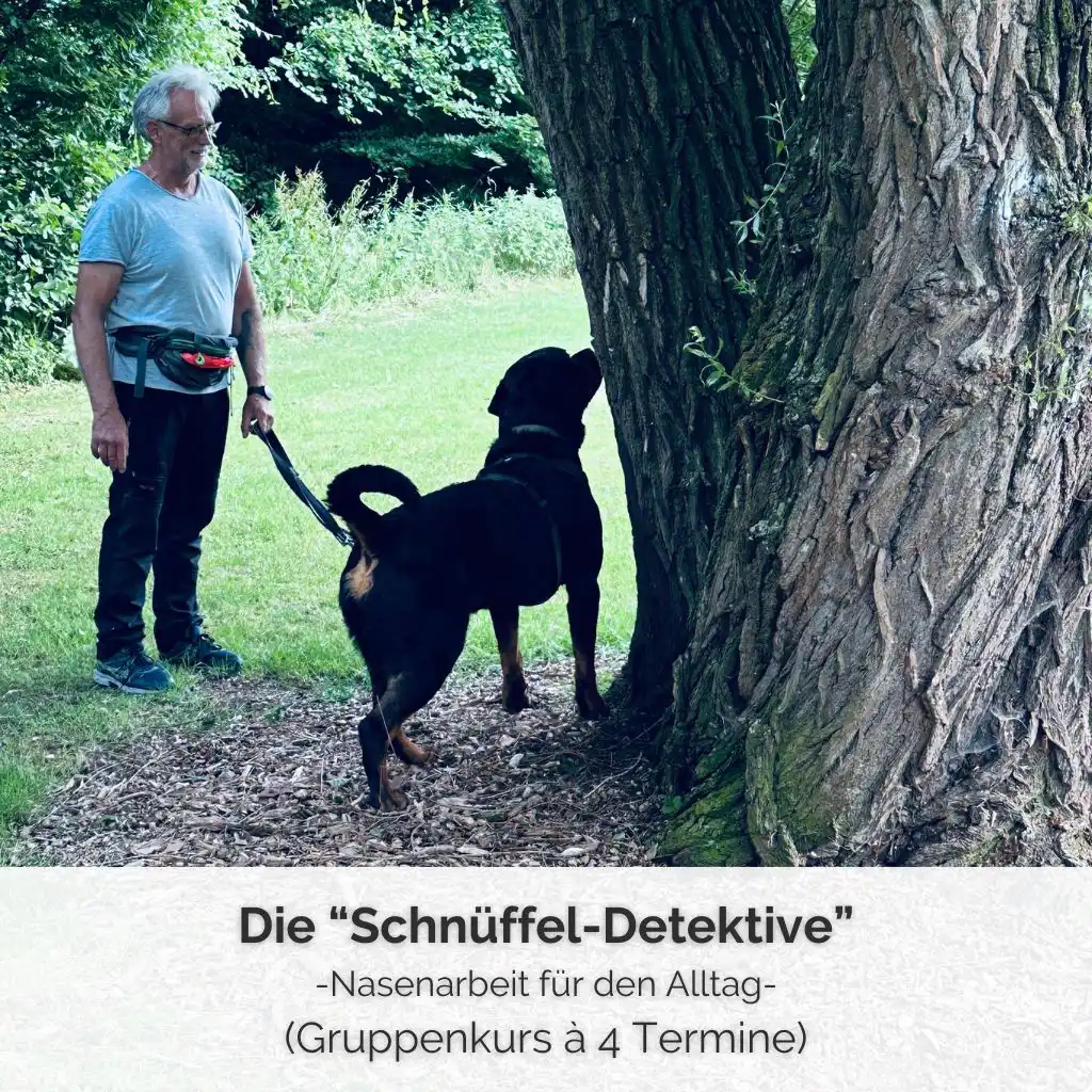 Ein Rottweiler schnüffelt an einem Baum im Park - Gruppenkurs für Hunde bei PAWship® in Mechernich