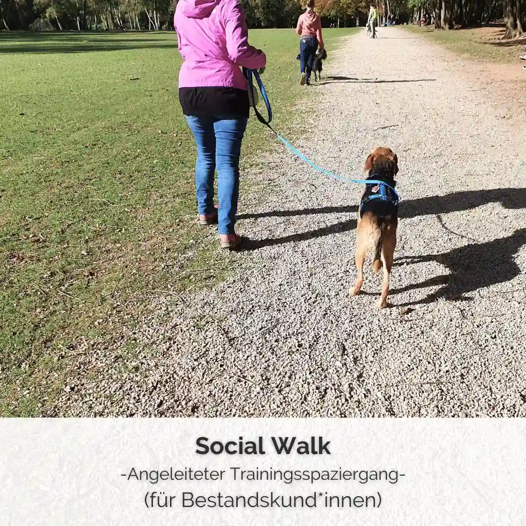 Shop-Bild für den Social Walk bei PAWship® in Mechernich