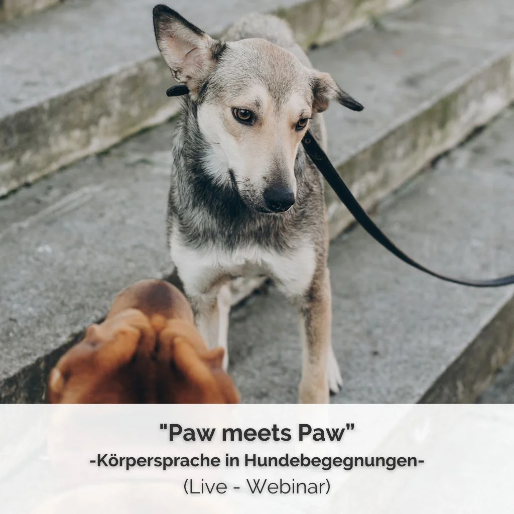 shop cover live webinar körpersprache in hundebegegnungen